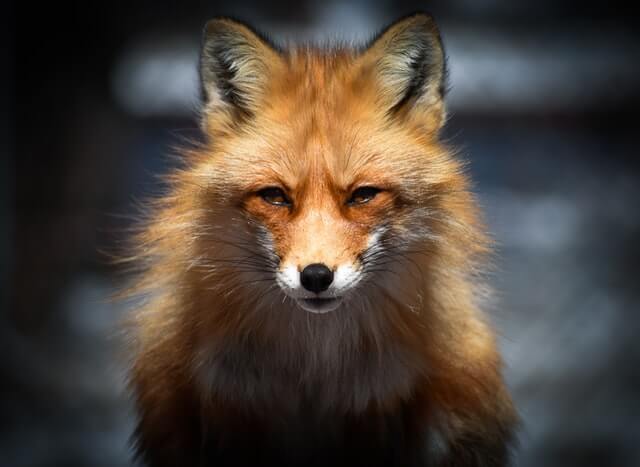 photo de renard de face