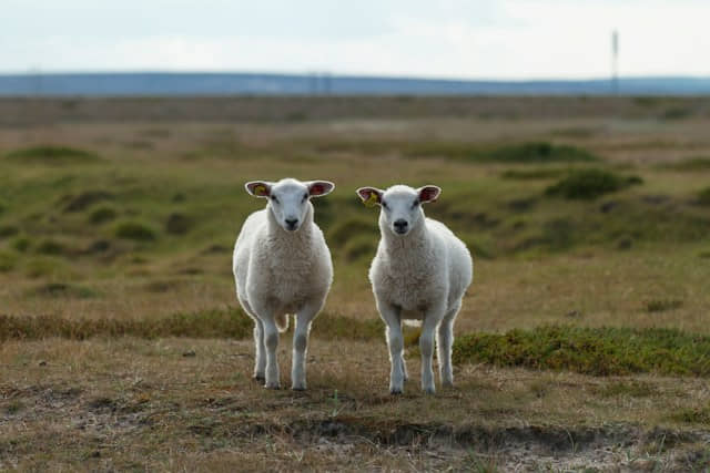 Deux moutons côte à côte face à vous, comme symboles de la redondance et de la répétition.